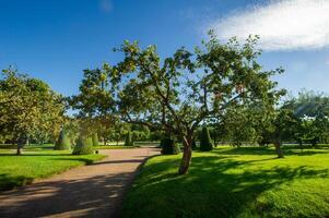 Peterhof Park in Saint Petersburg in Russia. photo