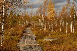 Wooden path on the swamp in Yelnya, Belarus photo