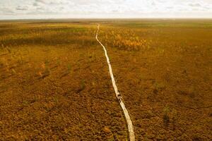 An aerial view of an autumn bog in Yelnya, Belarus, autumn. Ecosystems ecological problems climate change photo