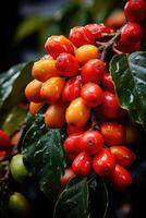 AI generated Close-up of coffee fruit at a coffee farm on a branch, Colombia photo