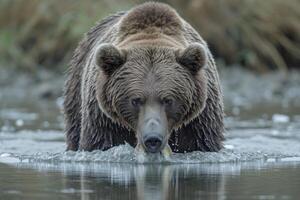ai generado un marrón oso pardo oso es pescar en el río. caza foto