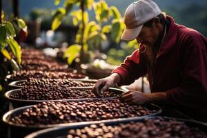 AI generated The farmer looks at the freshly picked coffee lying in a large plate photo