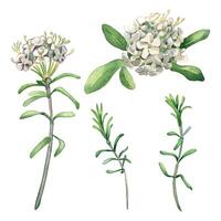 Watercolor illustration set of labrador tea flowers isolated on white background. Painted floral set of wild rosemary in gentle colors. Wedding elements with light flowers. Design for Easter card vector