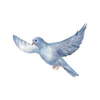 Watercolor illustration of a flying bird with spread wings isolated on white background. Hand drawn magpie sandpipe in pastel colors. Painted pegion bird. Design element for card, spring composition vector