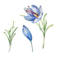 Watercolor illustration set of flower crocus and bud isolated on white background. Saffron spice botanical art hand drawn. Painted spring purple flower. Design element for label, package, postcard vector