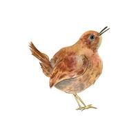 Watercolor illustration jenny wren forest bird isolated on white background. Hand drawn tiny songbird in bright colors. Painted Carolina wren. Cute American, Eurasian native little bird vector