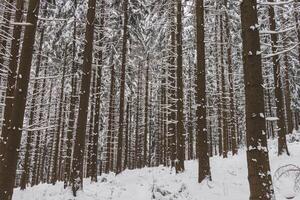 invierno naturaleza en beskydy montañas en el este de el checo república. abeto bosque debajo un cubrir de blanco nieve en el Mañana. invierno hada cuento. enero foto