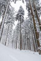 Winter nature in Beskydy mountains in the east of the Czech Republic. Spruce forest under a cover of white snow and fog in the morning. Winter fairy tale. January photo