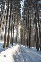 Catching a star of sun in a spruce forest covered with white glittering snow in Beskydy mountains, Czech republic. Winter morning fairy tale photo
