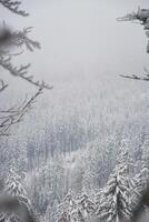 Winter nature in Beskydy mountains in the east of the Czech Republic. Spruce forest under a cover of white snow and fog in the morning. Winter fairy tale. January photo