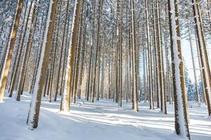 atrapando un estrella de Dom en un abeto bosque cubierto con blanco reluciente nieve en beskydy montañas, checo república. invierno Mañana hada cuento foto