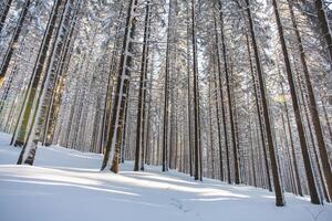 Catching a star of sun in a spruce forest covered with white glittering snow in Beskydy mountains, Czech republic. Winter morning fairy tale photo