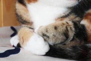 Tabby cat hand. kitten background photo