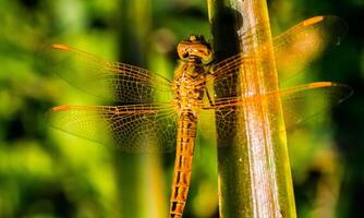 Very detailed macro photo of a dragonfly. Macro shot, showing details of the dragonfly's eyes and wings. Beautiful dragonfly in natural habitat