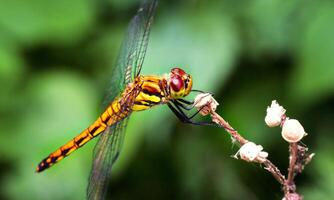 Very detailed macro photo of a dragonfly. Macro shot, showing details of the dragonfly's eyes and wings. Beautiful dragonfly in natural habitat