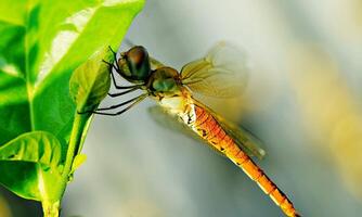 Very detailed macro photo of a dragonfly. Macro shot, showing details of the dragonfly's eyes and wings. Beautiful dragonfly in natural habitat