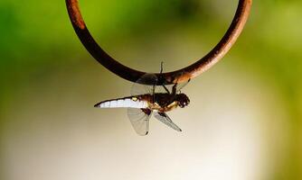 Very detailed macro photo of a dragonfly. Macro shot, showing details of the dragonfly's eyes and wings. Beautiful dragonfly in natural habitat