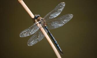 Very detailed macro photo of a dragonfly. Macro shot, showing details of the dragonfly's eyes and wings. Beautiful dragonfly in natural habitat