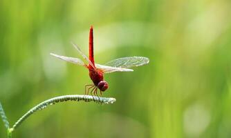 Very detailed macro photo of a dragonfly. Macro shot, showing details of the dragonfly's eyes and wings. Beautiful dragonfly in natural habitat