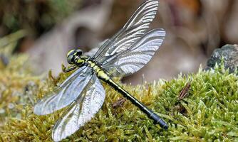 Very detailed macro photo of a dragonfly. Macro shot, showing details of the dragonfly's eyes and wings. Beautiful dragonfly in natural habitat