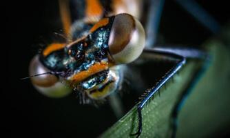 Very detailed macro photo of a dragonfly. Macro shot, showing details of the dragonfly's eyes and wings. Beautiful dragonfly in natural habitat