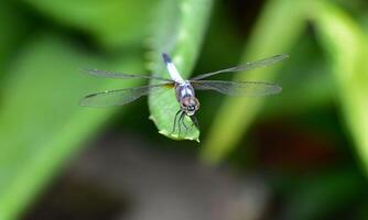 Very detailed macro photo of a dragonfly. Macro shot, showing details of the dragonfly's eyes and wings. Beautiful dragonfly in natural habitat