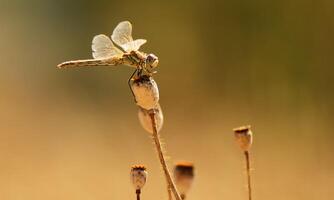 Very detailed macro photo of a dragonfly. Macro shot, showing details of the dragonfly's eyes and wings. Beautiful dragonfly in natural habitat