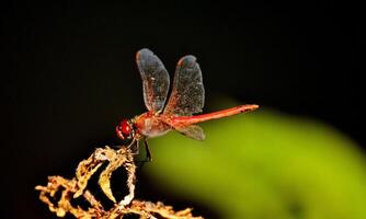 Very detailed macro photo of a dragonfly. Macro shot, showing details of the dragonfly's eyes and wings. Beautiful dragonfly in natural habitat