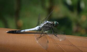 Very detailed macro photo of a dragonfly. Macro shot, showing details of the dragonfly's eyes and wings. Beautiful dragonfly in natural habitat