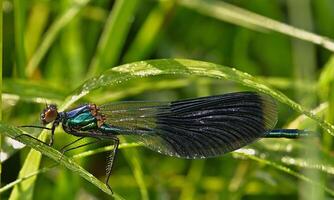 Very detailed macro photo of a dragonfly. Macro shot, showing details of the dragonfly's eyes and wings. Beautiful dragonfly in natural habitat