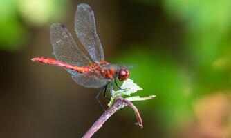 Very detailed macro photo of a dragonfly. Macro shot, showing details of the dragonfly's eyes and wings. Beautiful dragonfly in natural habitat