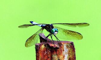 Very detailed macro photo of a dragonfly. Macro shot, showing details of the dragonfly's eyes and wings. Beautiful dragonfly in natural habitat