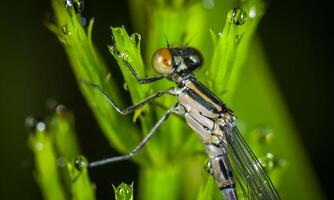 Very detailed macro photo of a dragonfly. Macro shot, showing details of the dragonfly's eyes and wings. Beautiful dragonfly in natural habitat