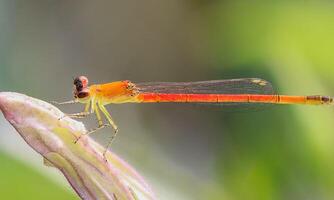 Very detailed macro photo of a dragonfly. Macro shot, showing details of the dragonfly's eyes and wings. Beautiful dragonfly in natural habitat