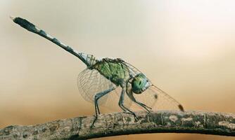 Very detailed macro photo of a dragonfly. Macro shot, showing details of the dragonfly's eyes and wings. Beautiful dragonfly in natural habitat