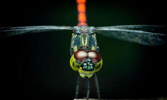 Very detailed macro photo of a dragonfly. Macro shot, showing details of the dragonfly's eyes and wings. Beautiful dragonfly in natural habitat