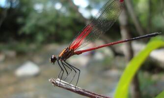 Very detailed macro photo of a dragonfly. Macro shot, showing details of the dragonfly's eyes and wings. Beautiful dragonfly in natural habitat