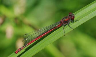 Very detailed macro photo of a dragonfly. Macro shot, showing details of the dragonfly's eyes and wings. Beautiful dragonfly in natural habitat