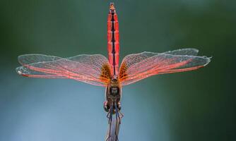 Very detailed macro photo of a dragonfly. Macro shot, showing details of the dragonfly's eyes and wings. Beautiful dragonfly in natural habitat