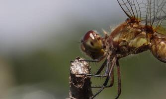 Very detailed macro photo of a dragonfly. Macro shot, showing details of the dragonfly's eyes and wings. Beautiful dragonfly in natural habitat