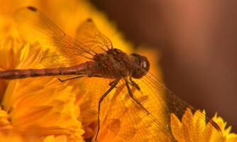 Very detailed macro photo of a dragonfly. Macro shot, showing details of the dragonfly's eyes and wings. Beautiful dragonfly in natural habitat