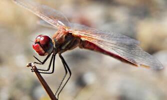 Very detailed macro photo of a dragonfly. Macro shot, showing details of the dragonfly's eyes and wings. Beautiful dragonfly in natural habitat