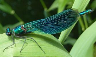 Very detailed macro photo of a dragonfly. Macro shot, showing details of the dragonfly's eyes and wings. Beautiful dragonfly in natural habitat