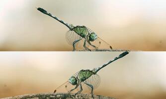 Very detailed macro photo of a dragonfly. Macro shot, showing details of the dragonfly's eyes and wings. Beautiful dragonfly in natural habitat