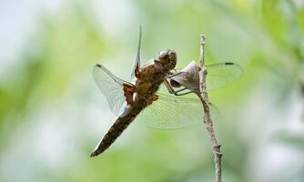 Very detailed macro photo of a dragonfly. Macro shot, showing details of the dragonfly's eyes and wings. Beautiful dragonfly in natural habitat