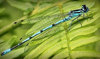 Very detailed macro photo of a dragonfly. Macro shot, showing details of the dragonfly's eyes and wings. Beautiful dragonfly in natural habitat