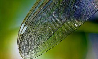 Very detailed macro photo of a dragonfly. Macro shot, showing details of the dragonfly's eyes and wings. Beautiful dragonfly in natural habitat
