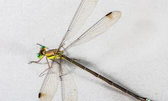 Very detailed macro photo of a dragonfly. Macro shot, showing details of the dragonfly's eyes and wings. Beautiful dragonfly in natural habitat