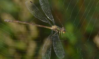 Very detailed macro photo of a dragonfly. Macro shot, showing details of the dragonfly's eyes and wings. Beautiful dragonfly in natural habitat