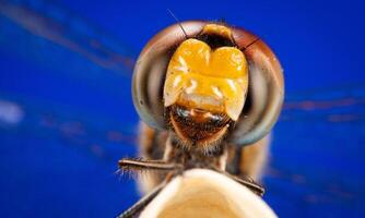 Very detailed macro photo of a dragonfly. Macro shot, showing details of the dragonfly's eyes and wings. Beautiful dragonfly in natural habitat